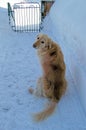 GOLDEN RETRIEVER WITH NO PLACE TO GO, A HARD WINTER