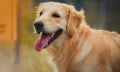 Golden Retriever Royalty Free Stock Photo