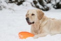 Golden Retriever with orange frisbee on the snow Royalty Free Stock Photo