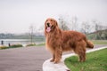 The Golden Retriever in the outdoor on the grass