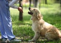 Golden Retriever outdoor training process