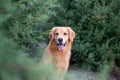 Golden Retriever outdoors in beautiful blue cypress