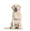 Golden retriever panting Royalty Free Stock Photo