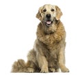 Golden retriever panting, sitting, isolated Royalty Free Stock Photo