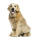 Golden retriever panting, sitting, isolated Royalty Free Stock Photo