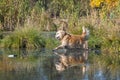 Golden Retriever Performing a Water Retrieve