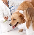 Zlatý retríver na domáce zvieratá klinika 