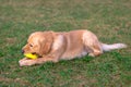 Golden retriever playing with his toy.dog standing on meadow Royalty Free Stock Photo