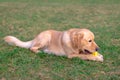 Golden retriever playing with his toy.dog standing on meadow Royalty Free Stock Photo