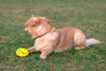 Golden retriever playing with his toy.dog standing on meadow Royalty Free Stock Photo