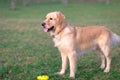 Golden retriever playing with his toy.dog standing on meadow Royalty Free Stock Photo