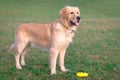 Golden retriever playing with his toy.dog standing on meadow Royalty Free Stock Photo