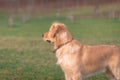 Golden retriever playing with his toy.dog standing on meadow Royalty Free Stock Photo