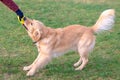 Golden retriever playing with his toy.Dog trying to take away his toy Royalty Free Stock Photo