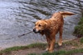 Wet dog retrieving stick from lake on a rainy day Royalty Free Stock Photo