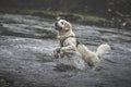 Golden Retriever playing in the water Royalty Free Stock Photo