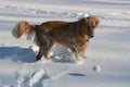 Golden Retriever Plays In Snow