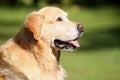 Golden Retriever Portrait