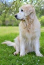 Golden retriever