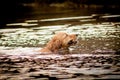 Golden retriever portrait swimming in the water. retrieve