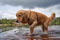 Golden retriever pup walking across the surface of a body of water, unencumbered by a leash