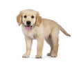 Golden Retriever pup on white background Royalty Free Stock Photo