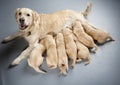 Golden retriever with puppies