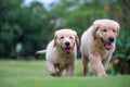 Golden Retriever puppies on the grass