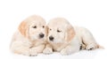 Golden retriever puppies lying together. isolated on white background Royalty Free Stock Photo