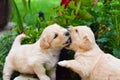 Golden retriever puppies playing in green grass Royalty Free Stock Photo