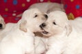 Golden retriever puppies playing Royalty Free Stock Photo
