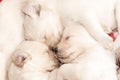 Golden retriever puppies sleeping Royalty Free Stock Photo