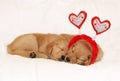 Golden retriever puppies sleeping wearing headband