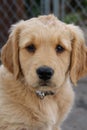 Golden Retriever Puppy Royalty Free Stock Photo