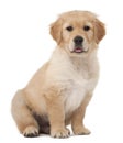 Golden Retriever puppy, 2 months old, sitting Royalty Free Stock Photo