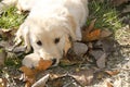 Golden Retriever Puppy