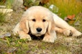 Golden Retriever Puppy