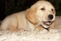 Golden retriever puppy 6 weeks old Royalty Free Stock Photo