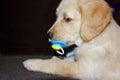 Golden retriever puppy 6 weeks old Royalty Free Stock Photo