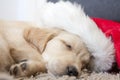 Golden retriever puppy 6 weeks old with santa hat Royalty Free Stock Photo