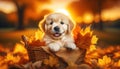 Golden Retriever Puppy in Basket with Autumn Leaves Royalty Free Stock Photo