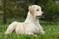 Golden retriever puppy