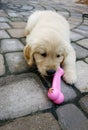 Golden Retriever puppy with a bone shaped chew toy filled with treats Royalty Free Stock Photo