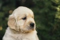 Golden Retriever puppy closeup outdoors portrait, one month old Royalty Free Stock Photo