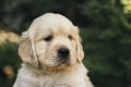 Golden Retriever puppy closeup outdoors portrait, one month old Royalty Free Stock Photo