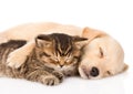 Golden retriever puppy dog and british cat sleeping together. isolated Royalty Free Stock Photo