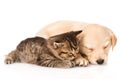 Golden retriever puppy dog and british cat sleeping together. isolated Royalty Free Stock Photo