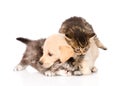 Golden retriever puppy dog and british cats fight. isolated Royalty Free Stock Photo