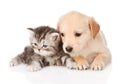 Golden retriever puppy dog and british tabby cat lying together. isolated