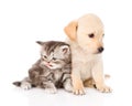 Golden retriever puppy dog and british tabby cat sitting together. isolated